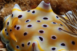 Nudibranch, Chromodoris geminus. Picture taken off Negomb... by Anouk Houben 